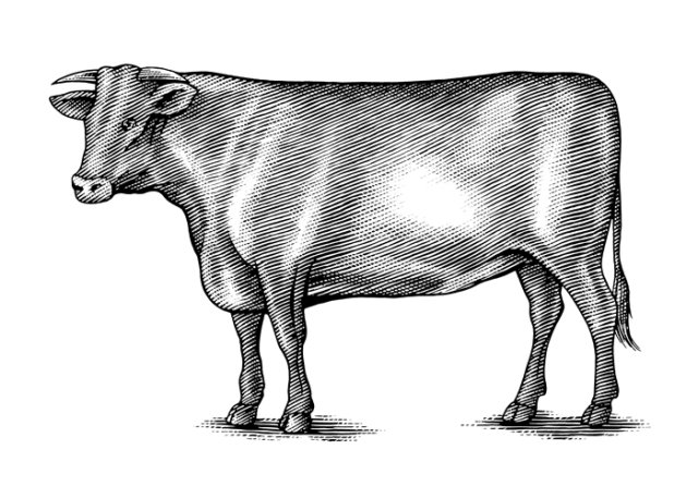 cow 7
